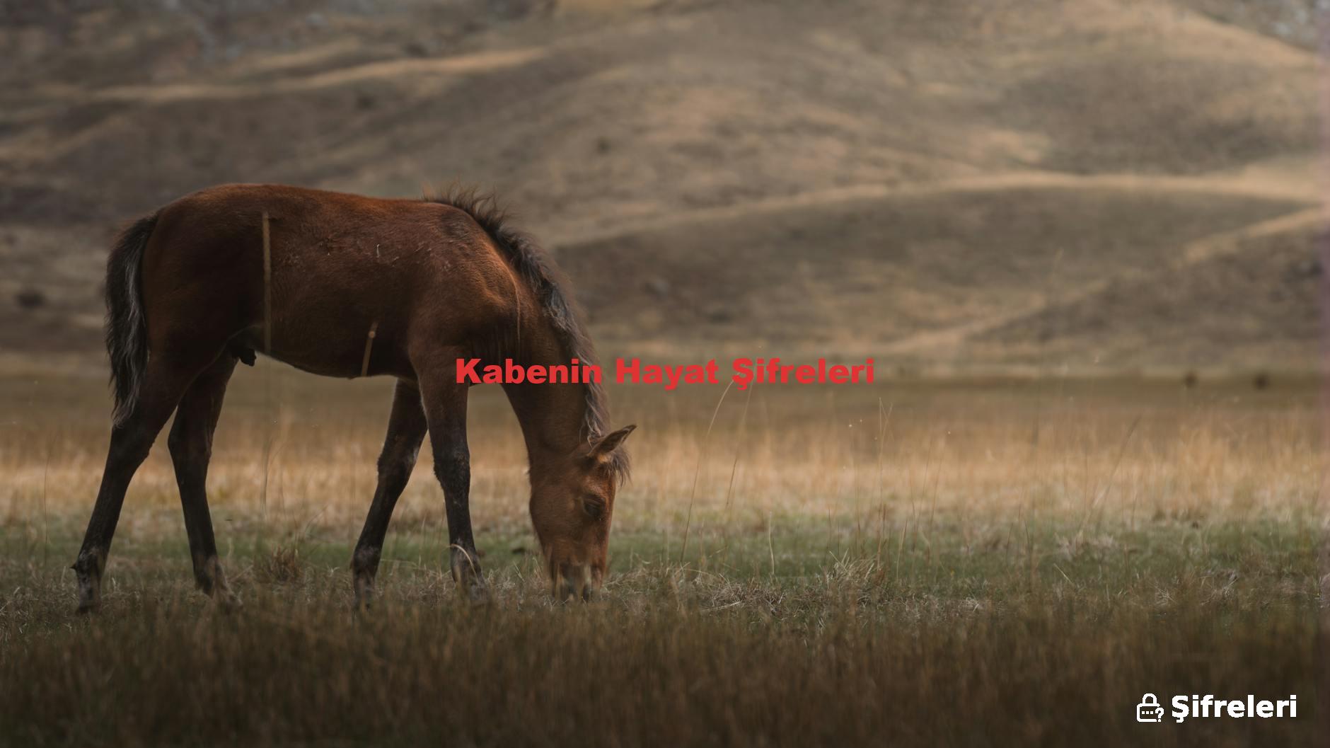 Kabenin Hayat Şifreleri